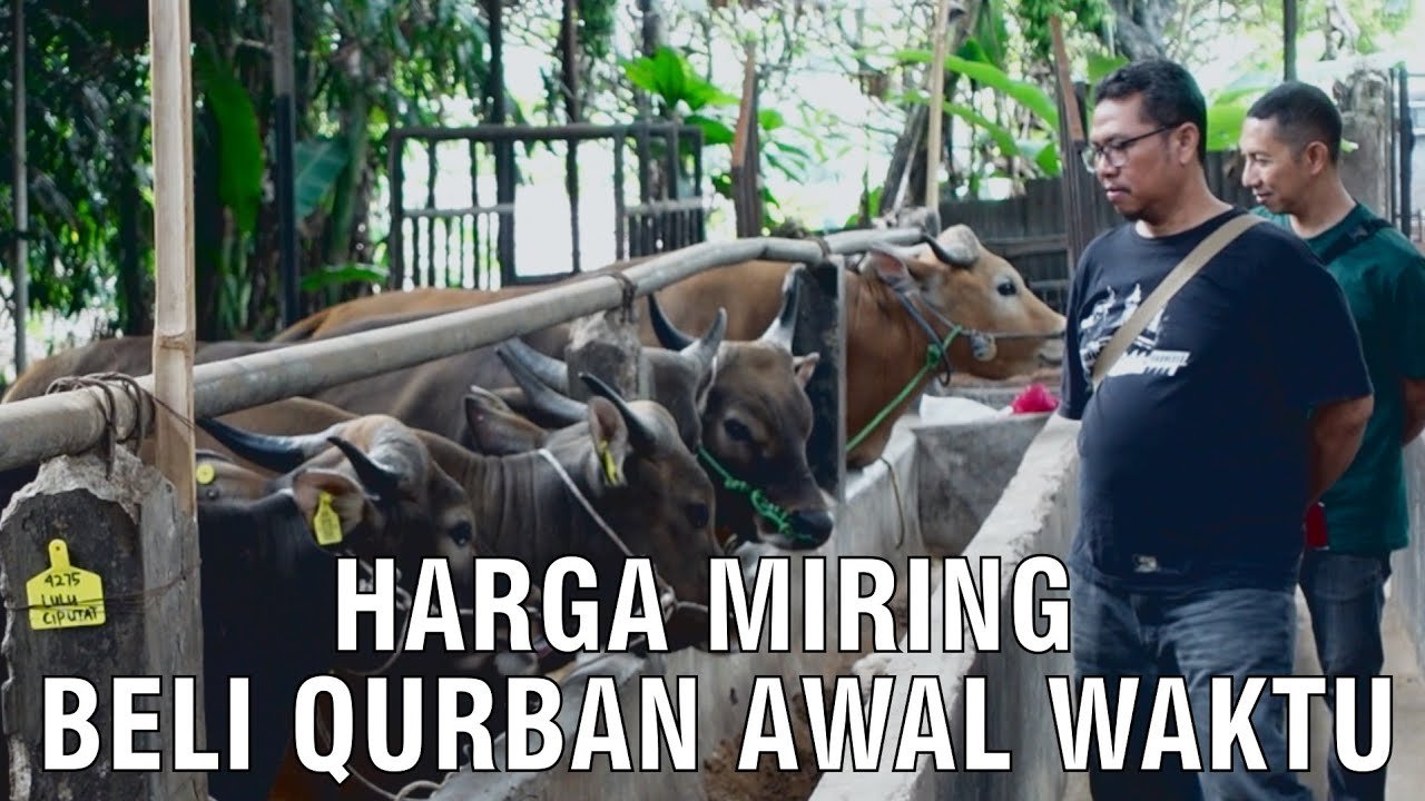 
                                 Harga-Miring-Beli-Qurban-Diawal-Waktu